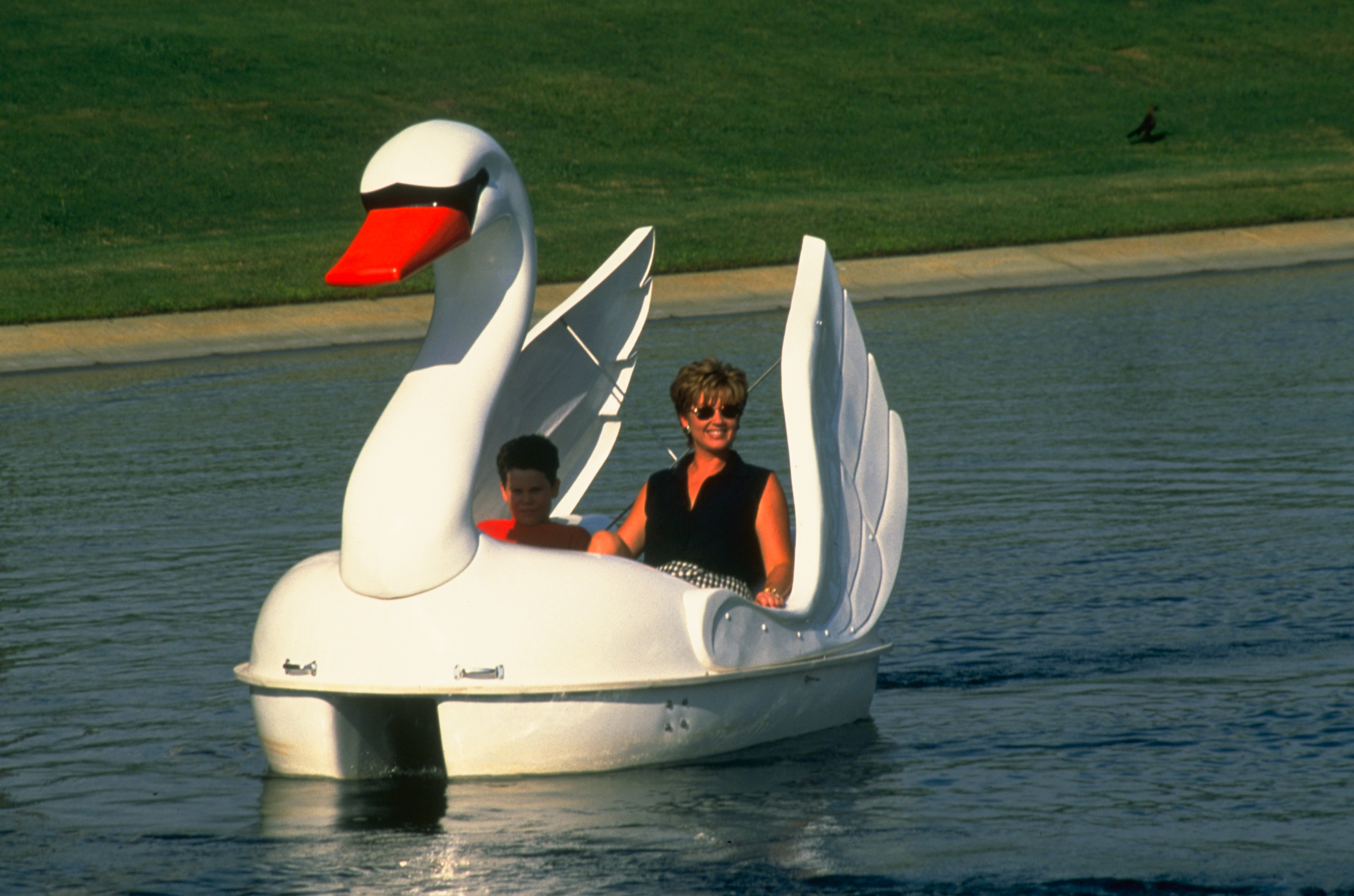 Swan Boat Image